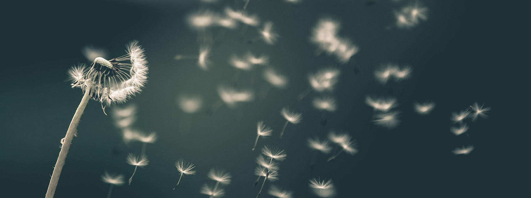 Dandelion seeds blowing